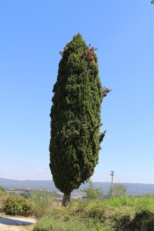 Vila Certine Agriturismo Asciano Exteriér fotografie